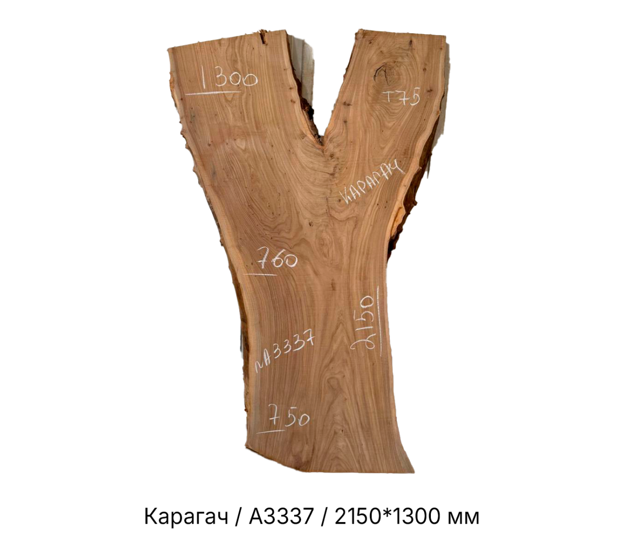 Слэбы и спилы деревьев - Спилы и слэбы из дерева купить в Москве, СПБ и Курске. У нас вы можете подобрать и купить слэб дуба, слэб карарагач и других пород дерева.