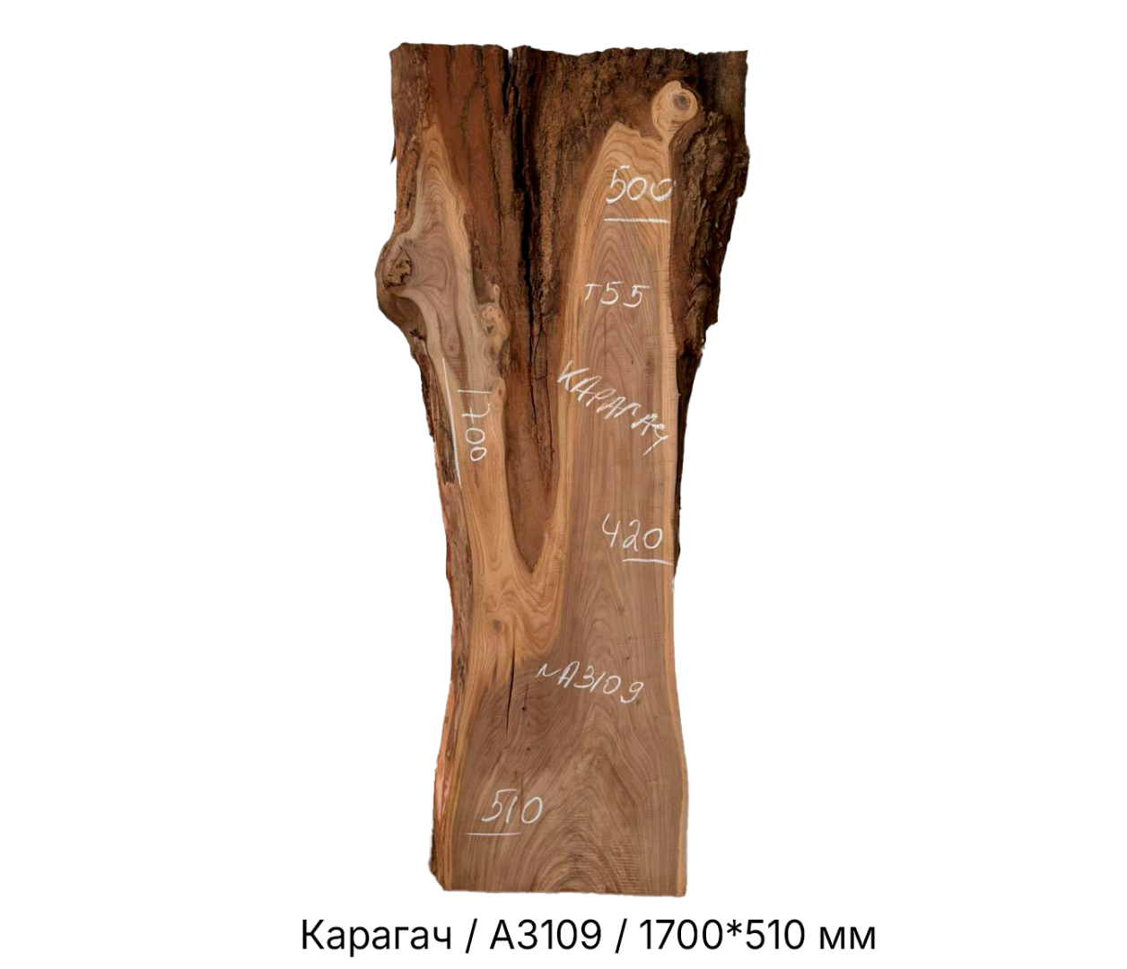 Слэбы и спилы деревьев - Спилы и слэбы из дерева купить в Москве, СПБ и Курске. У нас вы можете подобрать и купить слэб дуба, слэб карарагач и других пород дерева.